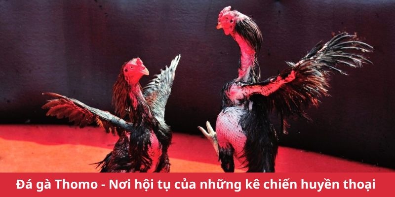 Một số hình thức chọi gà thu hút đông đảo khách hàng